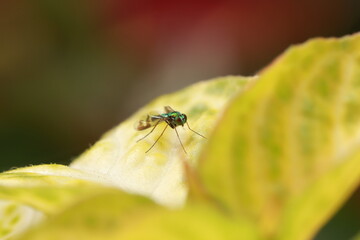 fly on leaf