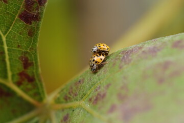 ladybug mating on a leaf yellow