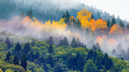 Fototapeta premium Panoramic view of Savsat highlands on a beautiful autumn day - Scenic image of forest landscape at sunny day - Autumn colorful landscape with colorful tree - Savsat, Artvin