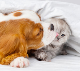 Spaniel puppy licking a kitten