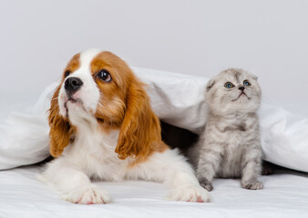 A King Charles Spaniel puppy covers a Scottish kitten under a blanket. Cute puppy and kitten at home
