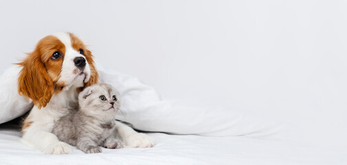 Puppy king charles spaniel lying on bed next to kitten of scottish breed. Stretched panoramic image for banner