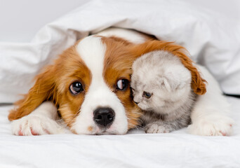 A King Charles Spaniel puppy covers a Scottish kitten under a blanket with his ear. Cute puppy and kitten at home