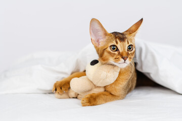 The Abyssinian kitten lies on the bed under the covers next to a teddy bear.