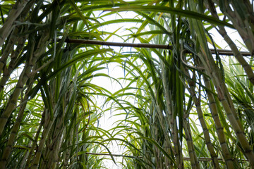 Sugarcane field with plants growing