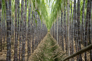 Sugarcane field with plants growing