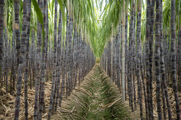 Sugarcane field with plants growing