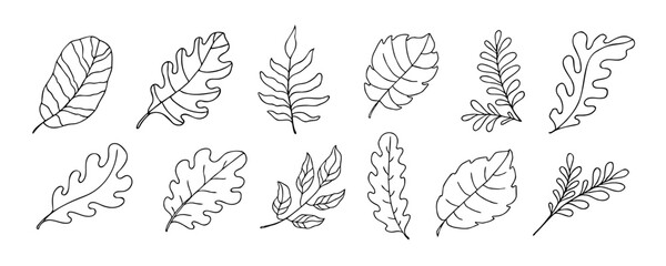 Leaves vector sketch set. Hand drawn decorative elements