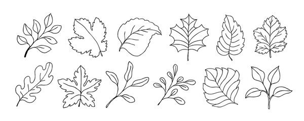 Leaves vector sketch set. Hand drawn decorative elements