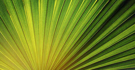 Obraz premium tropical palm leaf , abstract natural green background