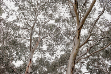 eucalyptus trees against sky