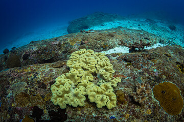 Naklejka na ściany i meble underwater coral
