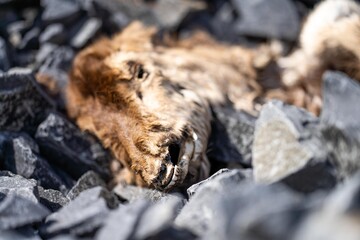 dead road kill on the road in australia