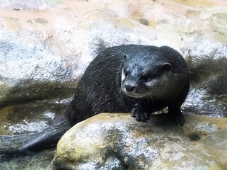 コツメカワウソ
