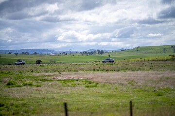 pasture in a paddock in tasmania australia