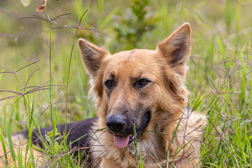 german shepherd puppy