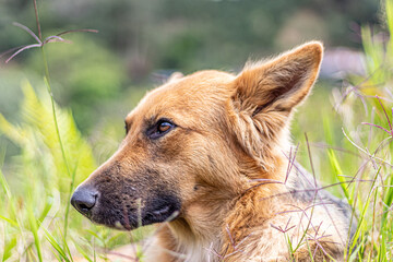 Naklejka premium german shepherd dog