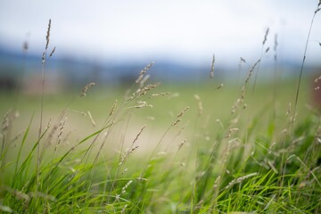 grass growing on a regenerative farm. pasture on an organic ranch in america