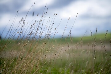 grass growing on a regenerative farm. pasture on an organic ranch in america