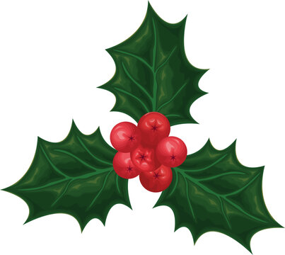 Holly. Holly leaves and berries. An image of a holly tree with red berries. The plant is a symbol of Christmas. Vector illustration isolated on a white background