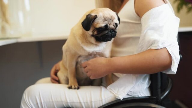 A cute pug dog in the hands of a girl in a wheelchair