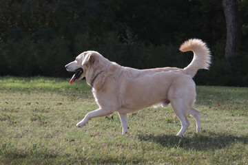golden retriever running in the park, happy dog in action