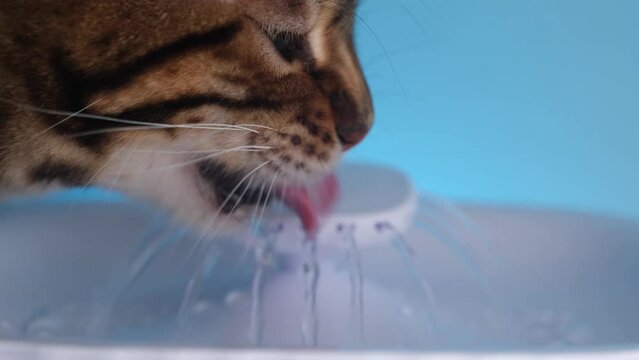 Close-up. The cat drinks water from the animal drinking fountain. Good prevention of kidney disease. The Bengal cat catches water jets with its tongue