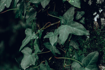 leaves in the forest