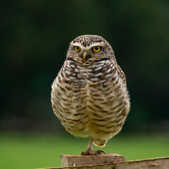Pequén bird - Athene cunicularia looking for prey to hunt
