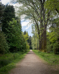 Fototapeta premium path in the forest