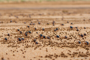 soldier crabs on the beach