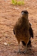 Bird Phalcoboenus chimango looking for food