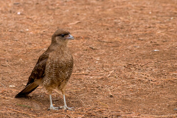 Bird Phalcoboenus chimango looking for food