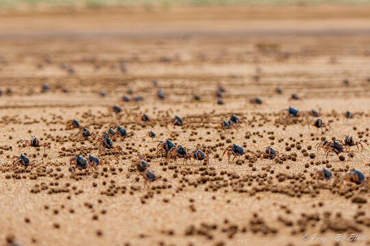 Soldier Crabs On The Beach