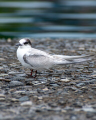 Gaviotín Sudameicano - Sterna hirundinacea looking for food
