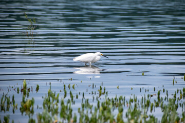 Bird Egretta thula looking for small fish to eat