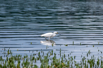 Bird Egretta thula looking for small fish to eat