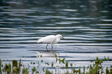 Bird Egretta thula looking for small fish to eat
