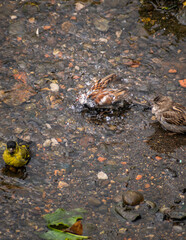 Spinus barbatus and Passer domesticus cleaning their feathers