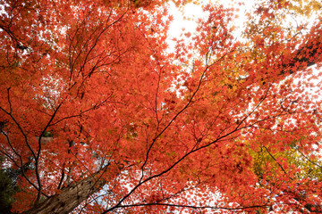 冷え込み強く紅深く
