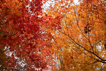 冷え込み強く紅深く