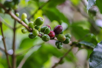 berries of a tree on a bush coffie