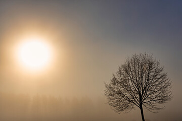 Baum im Nebel mit Sonne