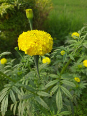 yellow flower in a grass