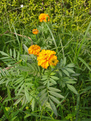 beautiful flower in the garden