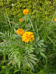 flowers in the garden