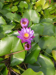 purple and yellow lotus flower