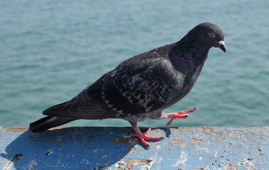 Pigeon on the San Clemente Pier in Orange County, California, USA