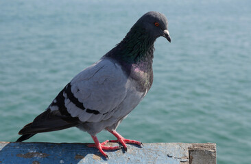Pigeon on the San Clemente Pier in Orange County, California, USA