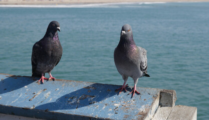 Two pigeons on the San Clemente Pier in Orange County, California, USA